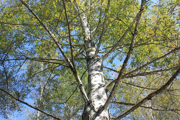 Il tronco di betulla primo piano in boschetto di betulla durante giorno limpido all'inizio di autunno — Foto Stock