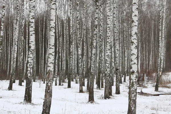Black and white birch trees with birch bark in birch forest among other birches in winter in snow
