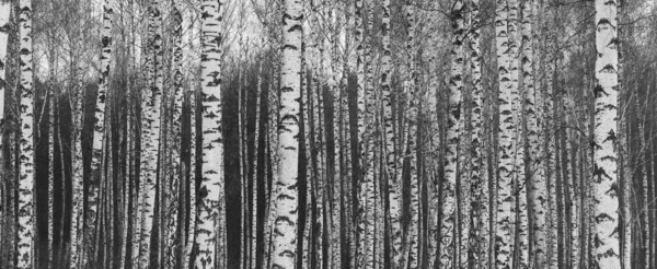 Jonge Berken Met Zwart Witte Berkenschors Het Voorjaar Berkenbos Tegen — Stockfoto