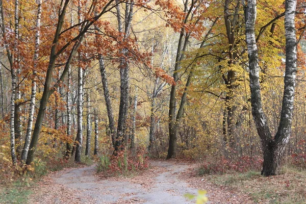 Belle Scène Avec Des Bouleaux Dans Forêt Jaune Bouleau Automne — Photo