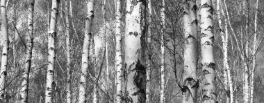 İlkbaharda huş ağacında siyah beyaz huş ağacına sahip genç huş ağaçları diğer huş ağaçlarının arka planına karşıdır.