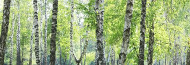 Yazın huş ağacında huş ağacının siyah ve beyaz kabuğuna sahip genç huş ağacı diğer huş ağaçlarının arka planında