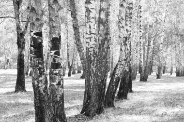İlkbaharda huş ağacında siyah beyaz huş ağacına sahip genç huş ağaçları diğer huş ağaçlarının arka planına karşıdır.