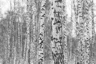 İlkbaharda huş ağacında siyah beyaz huş ağacına sahip genç huş ağaçları diğer huş ağaçlarının arka planına karşıdır.