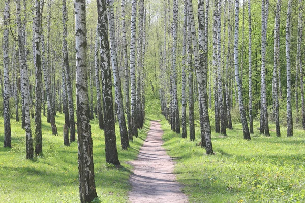 Young Birch Black White Birch Bark Summer Birch Grove Background — Stock Photo, Image