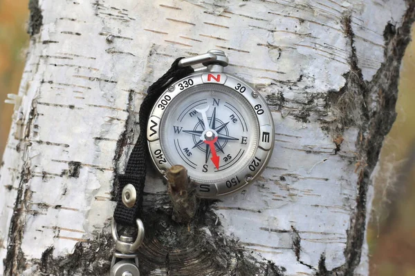 Ormandaki Huş Ağaçlarında Pusula Pusula Pusula Ile Gezmek Turizmin Sembolü — Stok fotoğraf