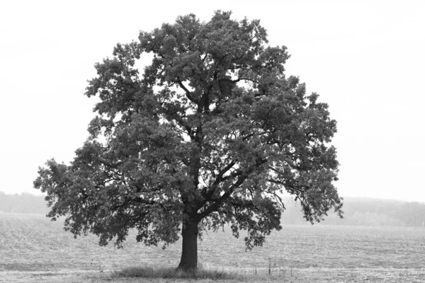 Photo Noir Blanc Avec Paysage Noir Blanc Avec Arbre Noir — Photo