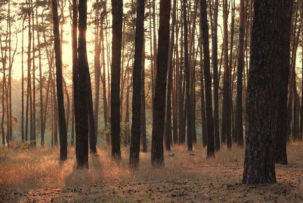 Fenyőerdő Ősszel Este Naplementekor Gyönyörű Fenyőfatörzsekkel Fenyőtobozokkal Fenyőtűkkel Fák Közelében — Stock Fotó