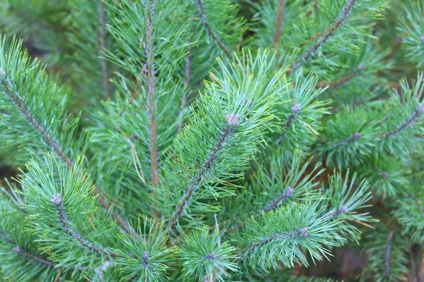 Kiefernzweig Mit Scharfen Tannennadeln Auf Dem Hintergrund Anderer Kiefernzweige Als — Stockfoto