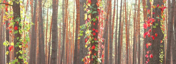 Dennenbos Met Prachtige Hoge Pijnbomen Tegen Andere Dennen Met Bruine — Stockfoto