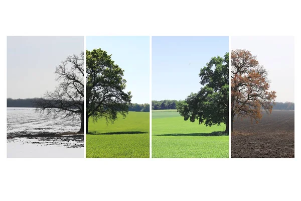 Abstrakt Bild Ensamma Träd Vintern Utan Blad Snö Träd Våren — Stockfoto