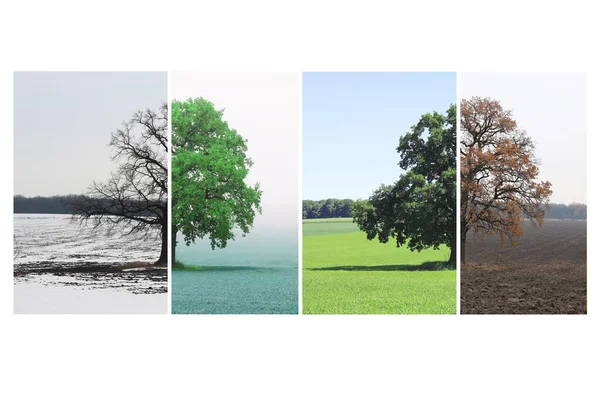 Immagine Astratta Albero Solitario Inverno Senza Foglie Sulla Neve Albero — Foto Stock