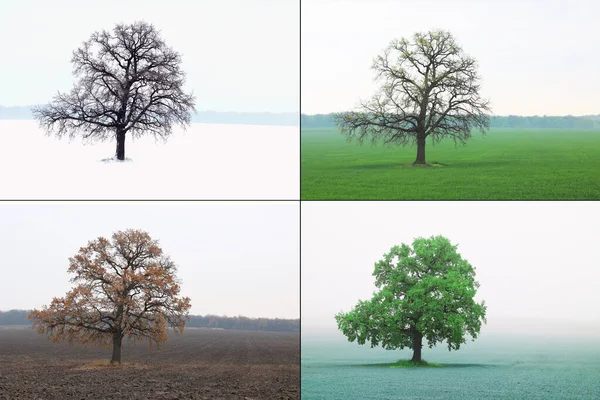 Immagine Astratta Albero Solitario Inverno Senza Foglie Sulla Neve Albero — Foto Stock