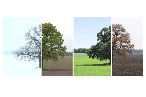 Abstrakt Bild Ensamma Träd Vintern Utan Blad Snö Träd Våren — Stockfoto