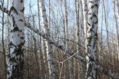 İlkbaharda huş ağacında siyah beyaz huş ağacına sahip genç huş ağaçları diğer huş ağaçlarının arka planına karşıdır.