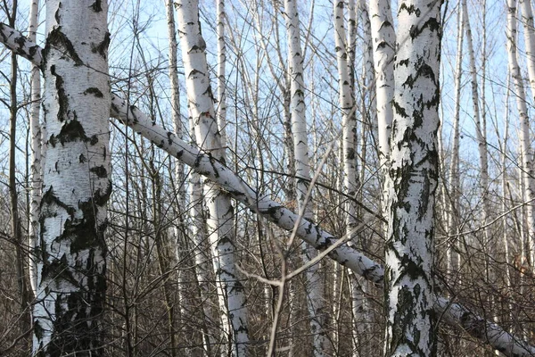 İlkbaharda huş ağacında siyah beyaz huş ağacına sahip genç huş ağaçları diğer huş ağaçlarının arka planına karşıdır.