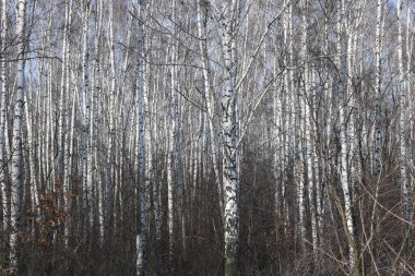 Kışın huş ağacında siyah beyaz huş ağacına sahip genç huş ağaçları diğer huş ağaçlarının arka planına karşıdır.