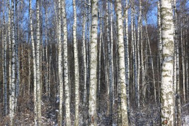 Kışın huş ağacında siyah beyaz huş ağacına sahip genç huş ağaçları diğer huş ağaçlarının arka planına karşıdır.