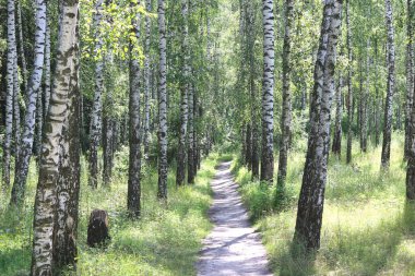 Yazın huş ağacında huş ağacının siyah ve beyaz kabuğuna sahip genç huş ağacı diğer huş ağaçlarının arka planında