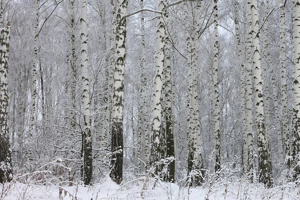 Молодые Березы Черно Белой Березовой Корой Зимой Березовой Роще Фоне — стоковое фото