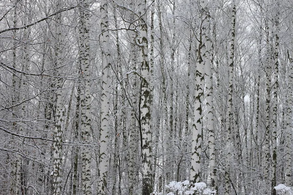 Abedules Jóvenes Con Corteza Abedul Blanco Negro Invierno Abedules Sobre —  Fotos de Stock