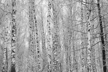 Kışın huş ağacında siyah beyaz huş ağacına sahip genç huş ağaçları diğer huş ağaçlarının arka planına karşıdır.