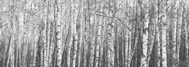 Kışın huş ağacında siyah beyaz huş ağacına sahip genç huş ağaçları diğer huş ağaçlarının arka planına karşıdır.