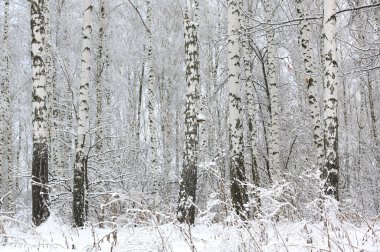 Kışın huş ağacında siyah beyaz huş ağacına sahip genç huş ağaçları diğer huş ağaçlarının arka planına karşıdır.