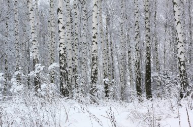 Kışın huş ağacında siyah beyaz huş ağacına sahip genç huş ağaçları diğer huş ağaçlarının arka planına karşıdır.