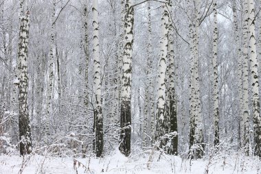 Kışın huş ağacında siyah beyaz huş ağacına sahip genç huş ağaçları diğer huş ağaçlarının arka planına karşıdır.
