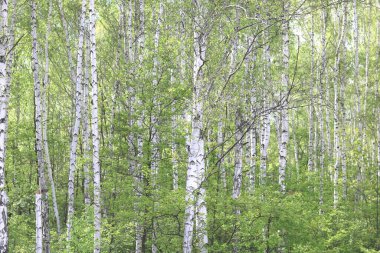 Yazın huş ağacında huş ağacının siyah ve beyaz kabuğuna sahip genç huş ağacı diğer huş ağaçlarının arka planında