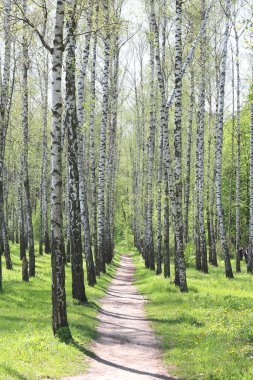 Yazın huş ağacında huş ağacının siyah ve beyaz kabuğuna sahip genç huş ağacı diğer huş ağaçlarının arka planında