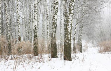 Kışın huş ağacında siyah beyaz huş ağacına sahip genç huş ağaçları diğer huş ağaçlarının arka planına karşıdır.