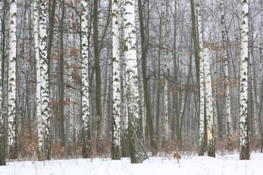 Kışın huş ağacında siyah beyaz huş ağacına sahip genç huş ağaçları diğer huş ağaçlarının arka planına karşıdır.