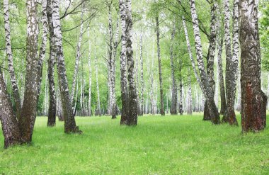 İlkbaharda huş ağacında siyah beyaz huş ağacına sahip genç huş ağacı diğer huş ağaçlarının arka planında