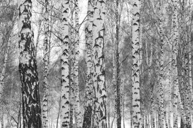 İlkbaharda huş ağacında siyah beyaz huş ağacına sahip genç huş ağaçları diğer huş ağaçlarının arka planına karşıdır.