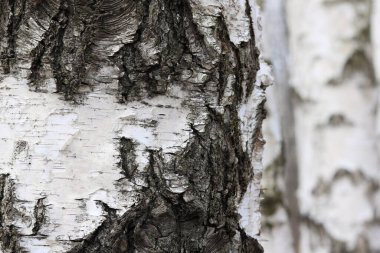 İlkbaharda huş ağacında siyah beyaz huş ağacına sahip genç huş ağaçları diğer huş ağaçlarının arka planına karşıdır.