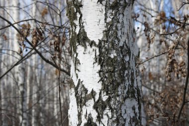 İlkbaharda huş ağacında siyah beyaz huş ağacına sahip genç huş ağacı diğer huş ağaçlarının arka planında