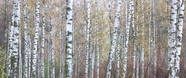 Huş ağacının diğer huş ağaçları arasında Ekim ayında sarı huş ağacında huş ağaçları ile güzel bir manzara
