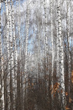 İlkbaharda huş ağacında siyah beyaz huş ağacına sahip genç huş ağacı diğer huş ağaçlarının arka planında