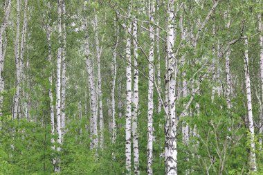 İlkbaharda huş ağacında siyah beyaz huş ağacına sahip genç huş ağacı diğer huş ağaçlarının arka planında
