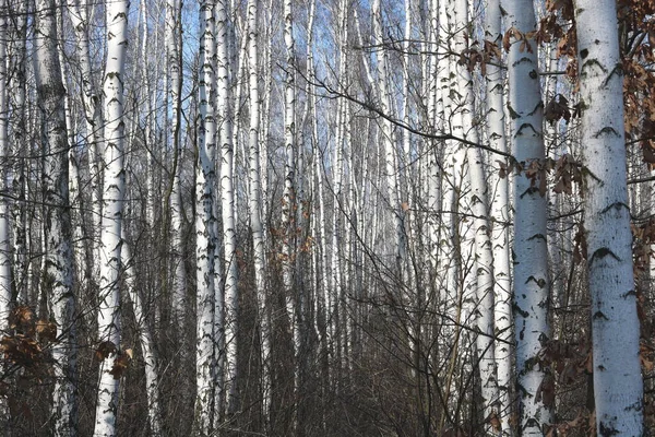 Young Birch Black White Birch Bark Spring Birch Grove Background — Stock Photo, Image