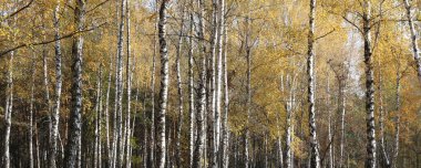 Ekim 'de huş ağacının sarı huş ağacında huş ağaçlarıyla güzel bir manzara Huş ağacındaki diğer huş ağaçlarının arasında