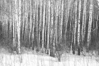 Kışın huş ağacında siyah beyaz huş ağacına sahip genç huş ağaçları diğer huş ağaçlarının arka planına karşıdır.