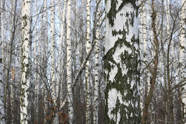 Young Birch Black White Birch Bark Spring Birch Grove Background — Stock Photo, Image