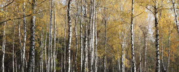 Piękna Scena Brzozy Żółtym Jesiennym Lesie Brzozowym Październiku Wśród Innych — Zdjęcie stockowe