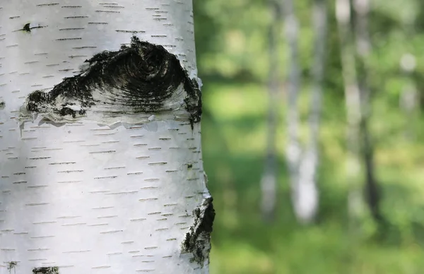Yaz Mevsiminde Huş Ağacının Siyah Beyaz Kabuğuyla Huş Ağacının Genç — Stok fotoğraf