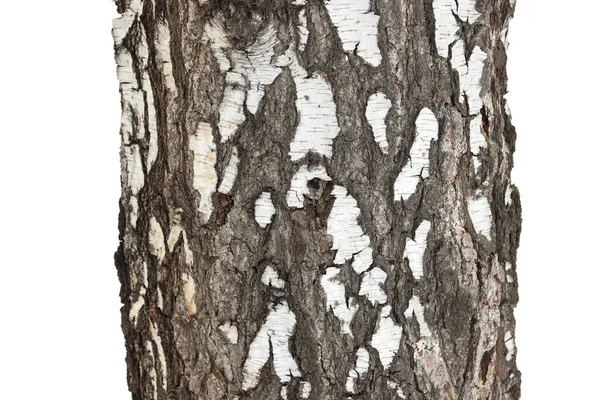 Textura Casca Bétula Isolada Fundo Branco Com Belo Padrão Casca — Fotografia de Stock