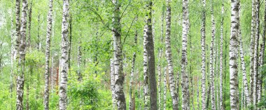 İlkbaharda huş ağacında siyah beyaz huş ağacına sahip genç huş ağacı diğer huş ağaçlarının arka planında