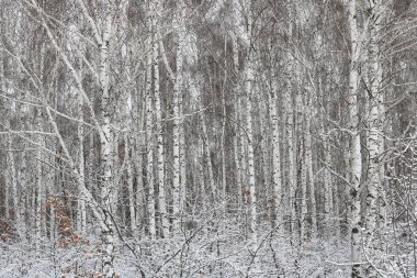 Kışın huş ağacında siyah beyaz huş ağacına sahip genç huş ağaçları diğer huş ağaçlarının arka planına karşıdır.